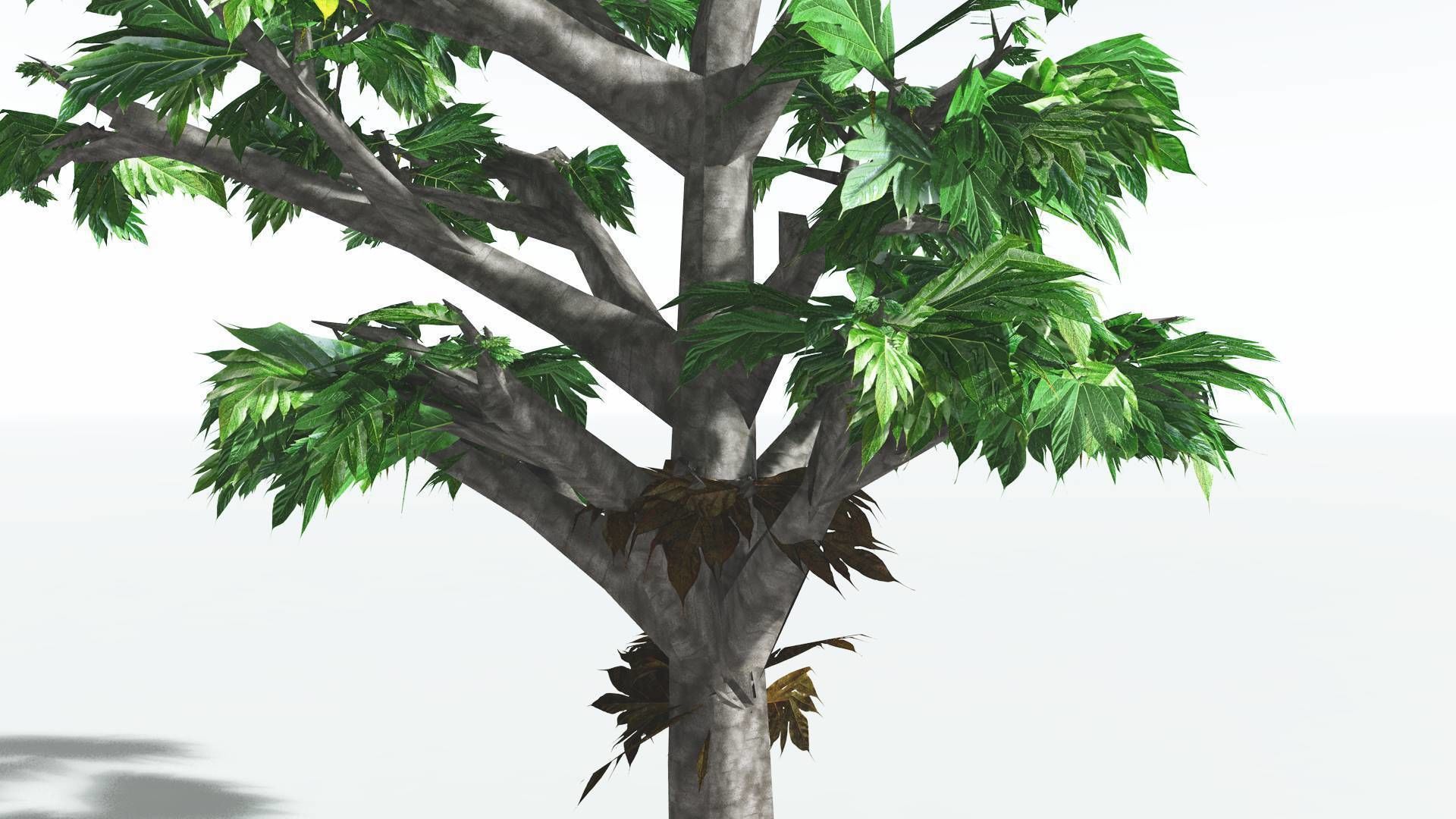 EVERYPlant Breadnut LowPoly 4 --12 Models-- Low-poly 3D model_5