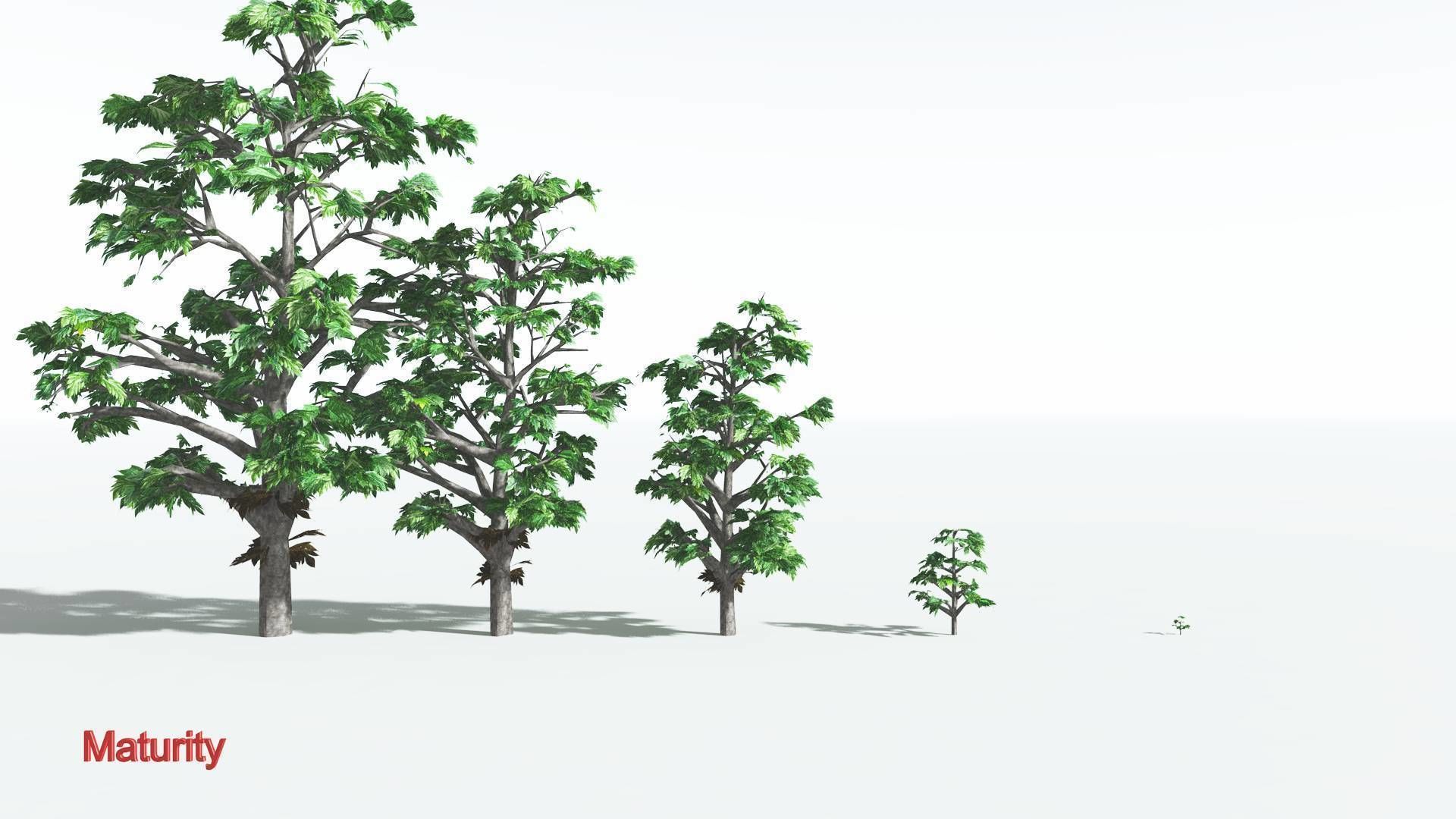 EVERYPlant Breadnut LowPoly 4 --12 Models-- Low-poly 3D model_2