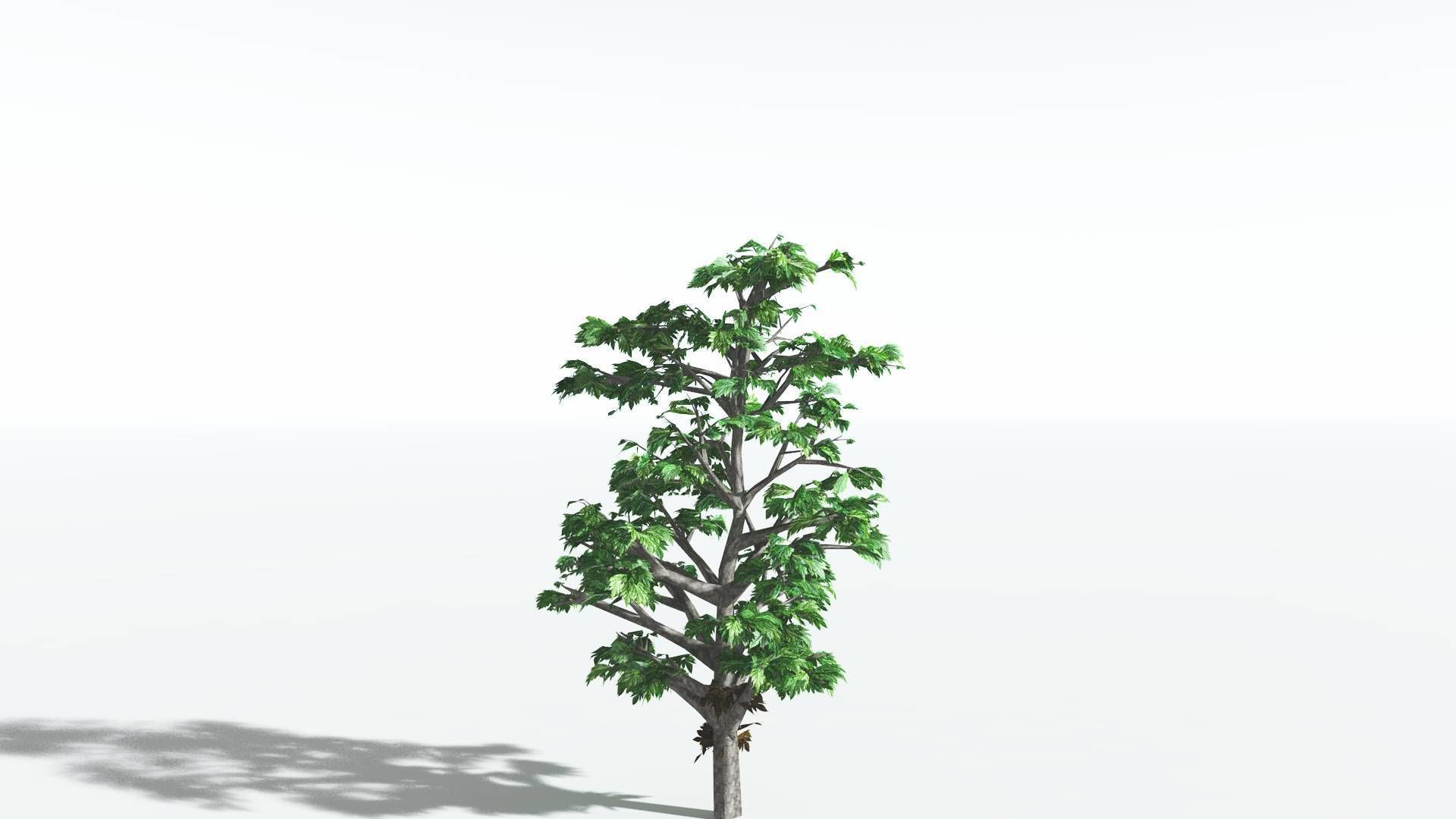 EVERYPlant Breadnut LowPoly 4 --12 Models-- Low-poly 3D model_6