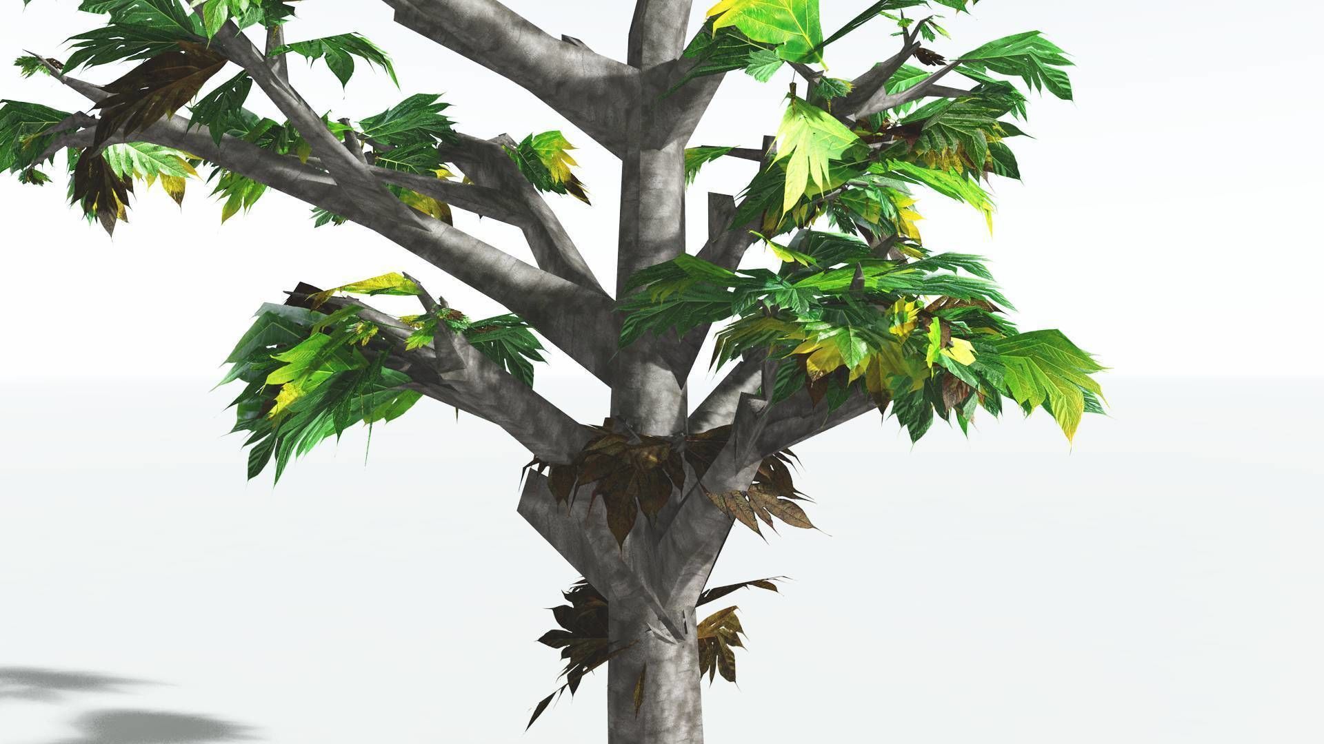 EVERYPlant Breadnut LowPoly 4 --12 Models-- Low-poly 3D model_9