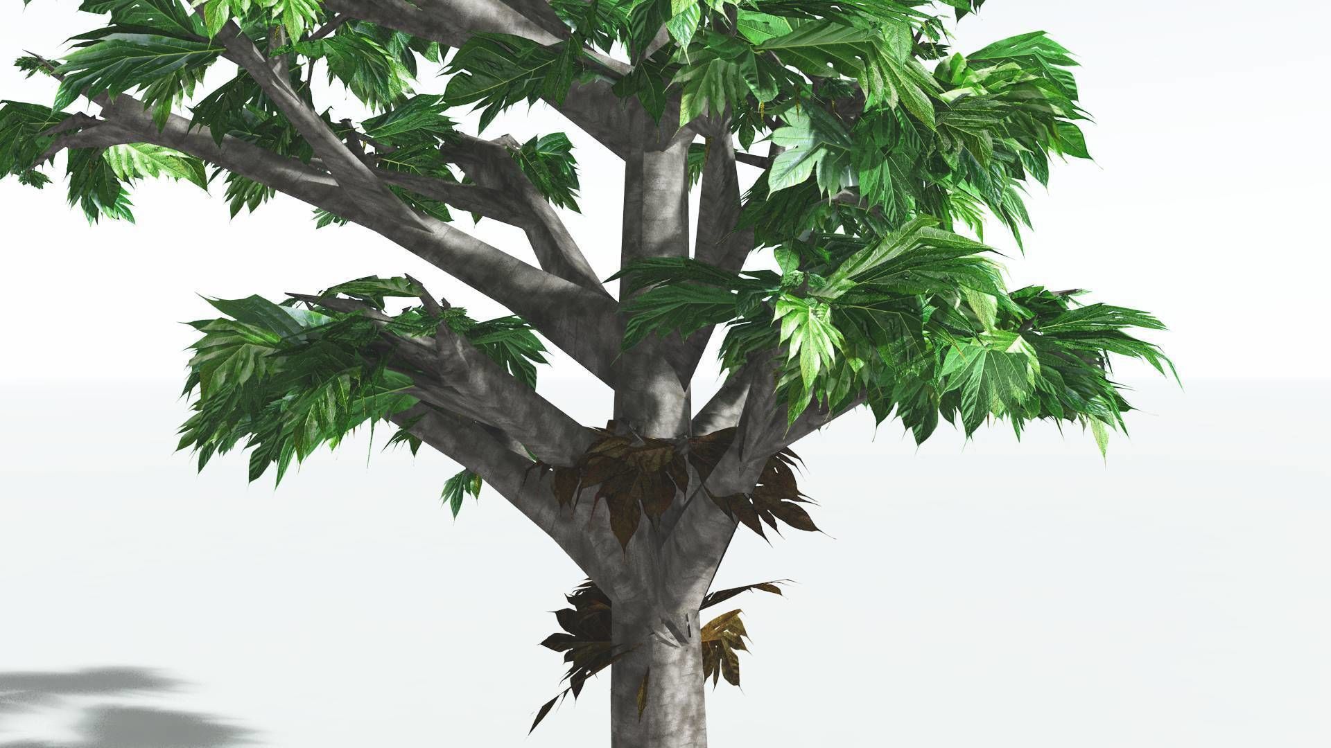 EVERYPlant Breadnut LowPoly 4 --12 Models-- Low-poly 3D model_7