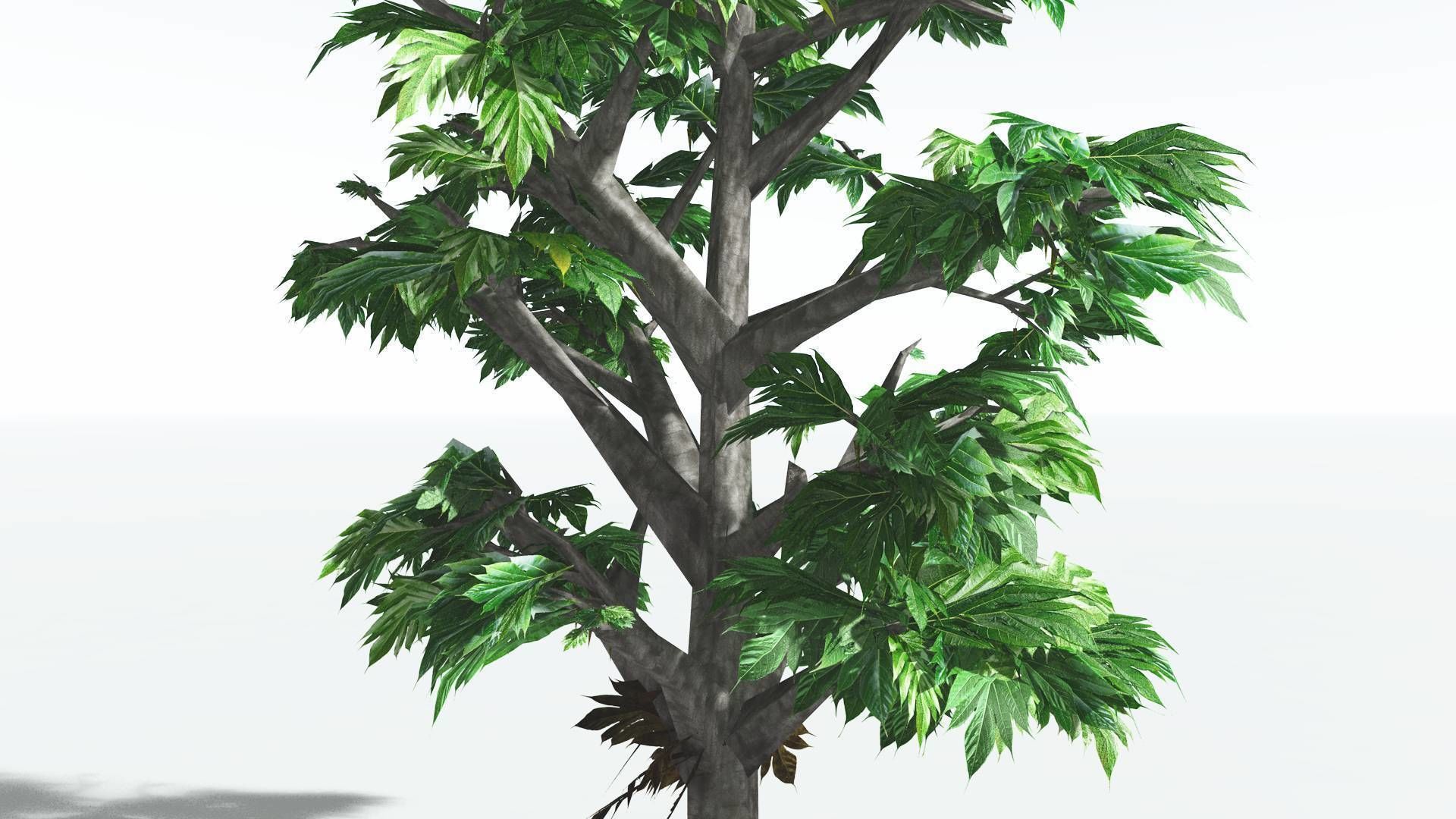 EVERYPlant Breadnut LowPoly 4 --12 Models-- Low-poly 3D model_19