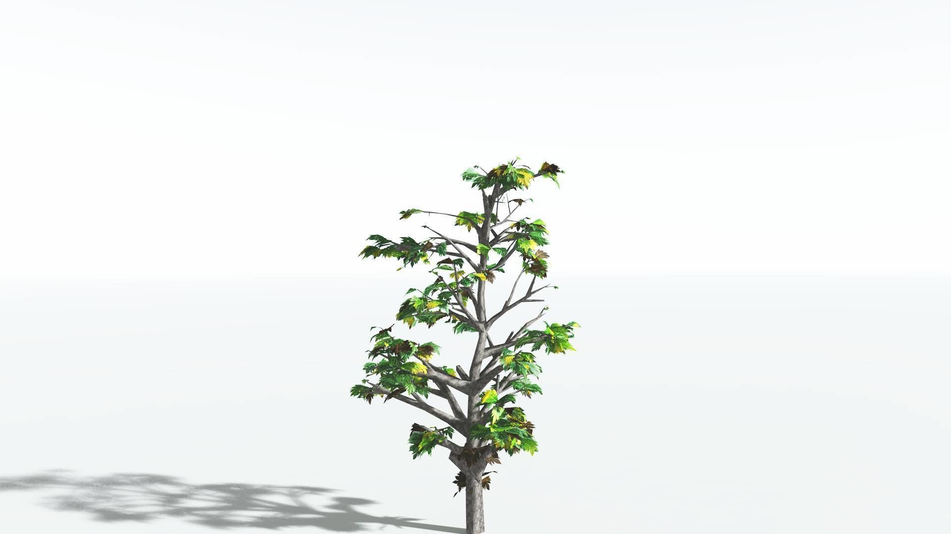 EVERYPlant Breadnut LowPoly 4 --12 Models-- Low-poly 3D model_8