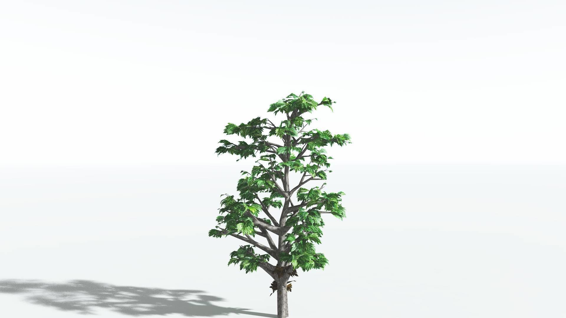 EVERYPlant Breadnut LowPoly 4 --12 Models-- Low-poly 3D model_4