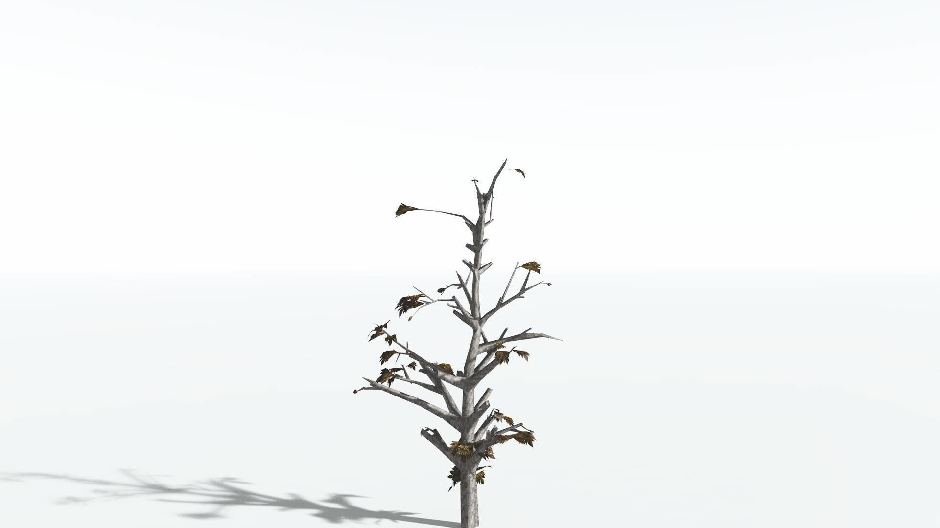 EVERYPlant Breadnut LowPoly 4 --12 Models-- Low-poly 3D model_12