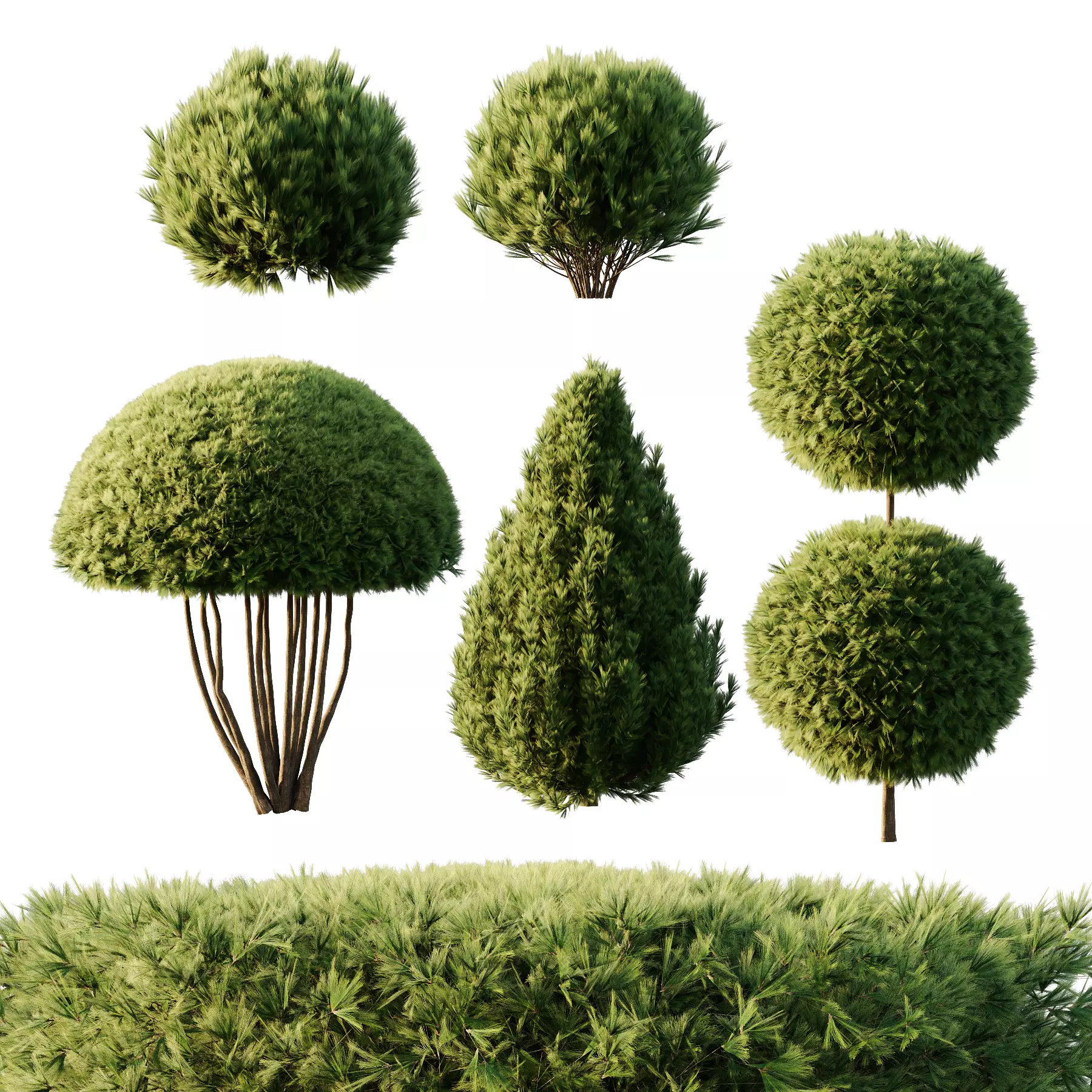 Pinus Mugo Bush08 3D model_0