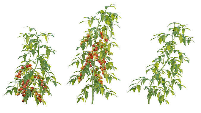 Solanum lycopersicum - Tomato tree 3D model 6
