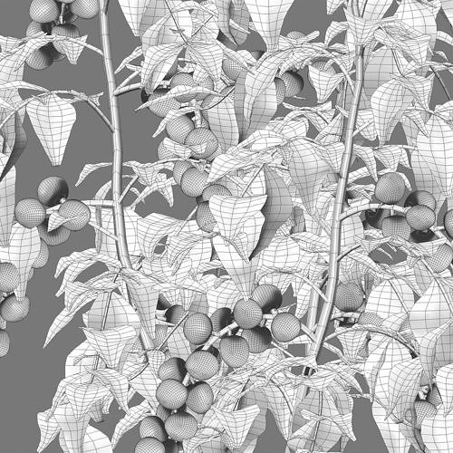 Solanum lycopersicum - Tomato tree 3D model 4