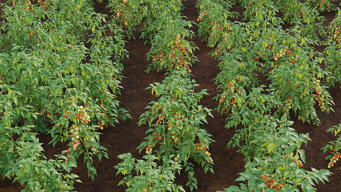 Solanum lycopersicum - Tomato tree 3D model 7