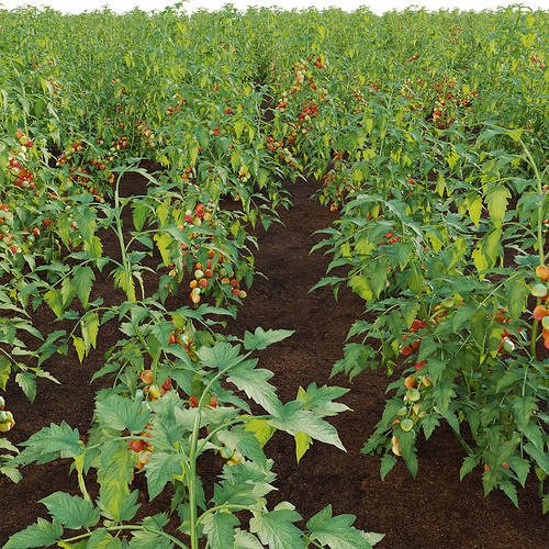 Solanum lycopersicum - Tomato tree 3D model 3