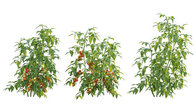 Solanum lycopersicum - Tomato tree 3D model 5