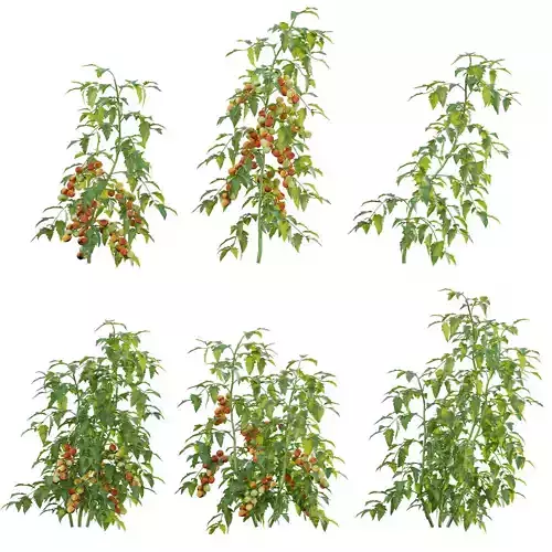 Solanum lycopersicum - Tomato tree 3D model