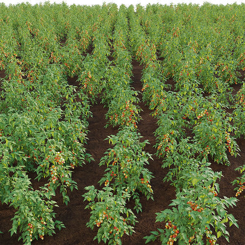 Solanum lycopersicum - Tomato tree 3D model 2