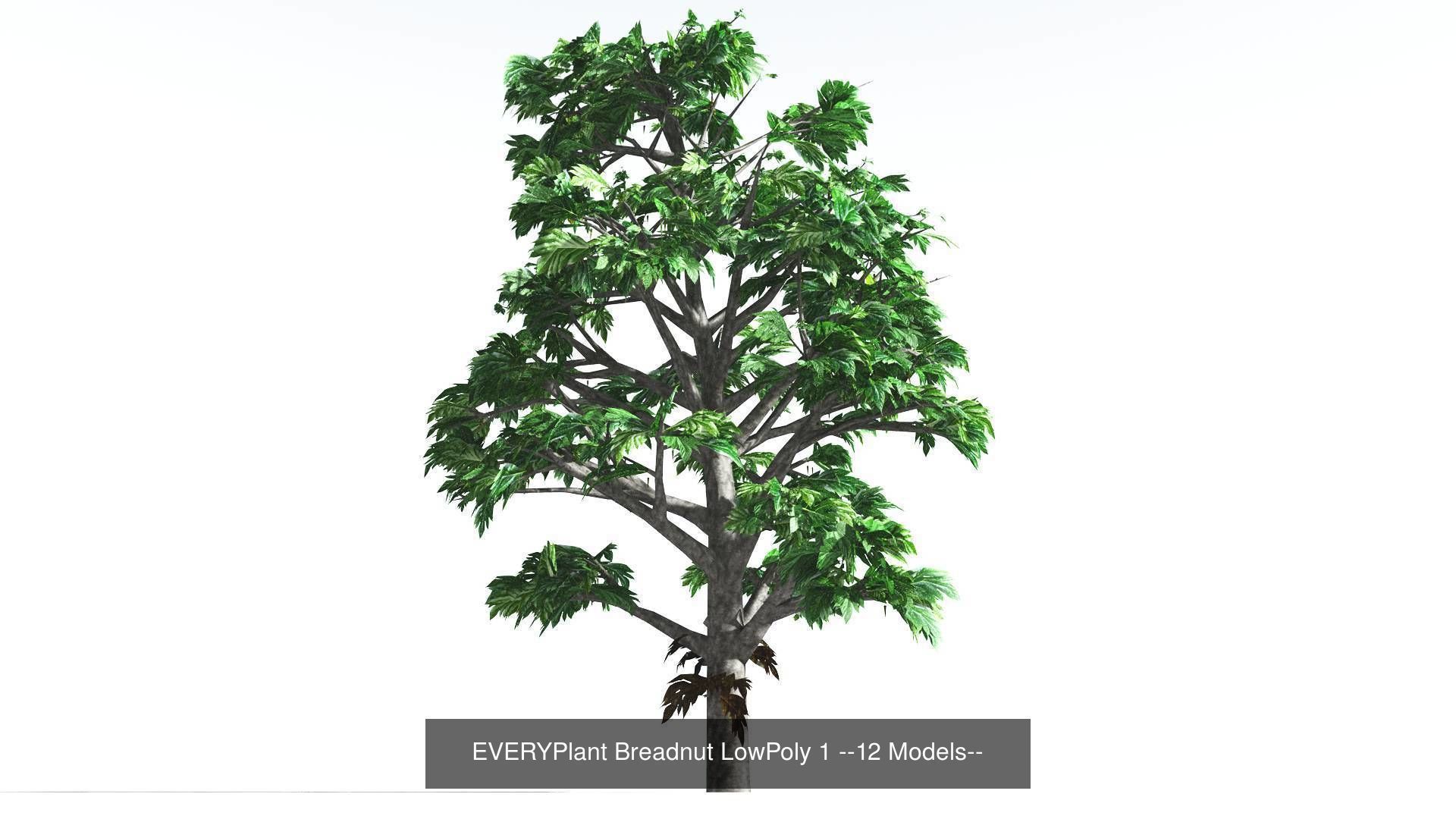 EVERYPlant Breadnut LowPoly Bundle --48 Models-- 3D Model Collection_1