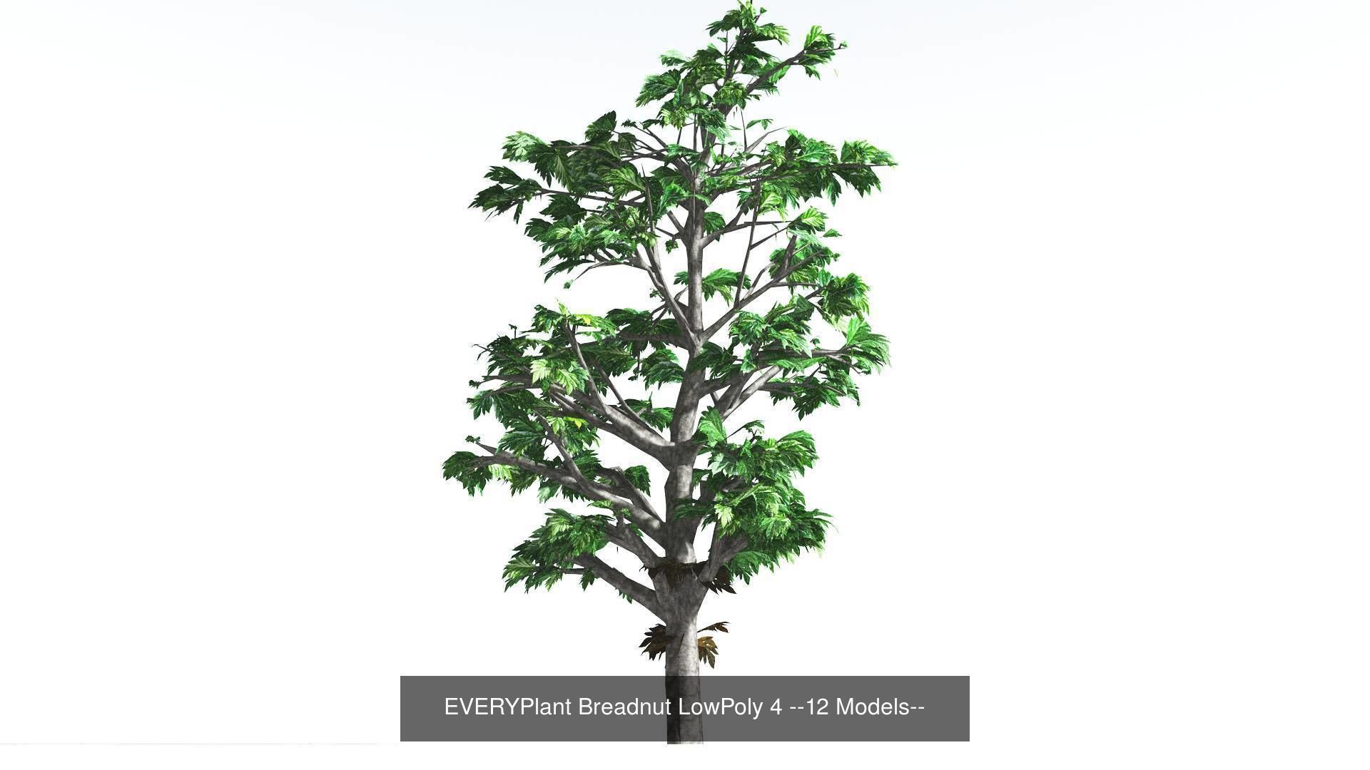 EVERYPlant Breadnut LowPoly Bundle --48 Models-- 3D Model Collection_4