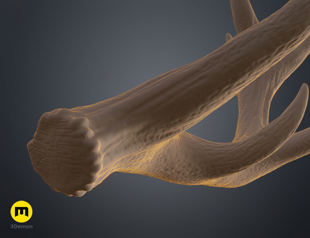 Red Deer antlers 3D print model_27