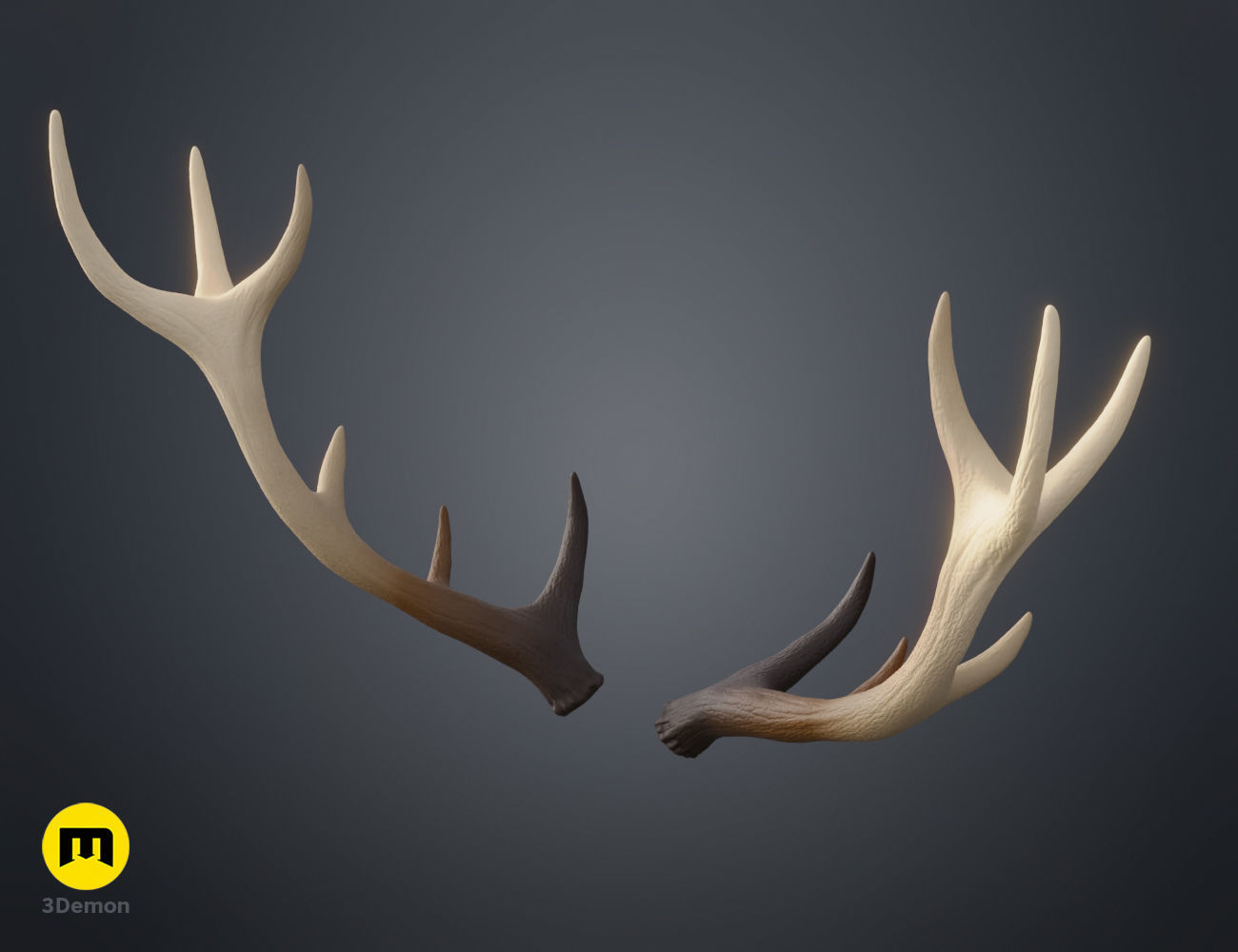 Red Deer antlers 3D print model_17