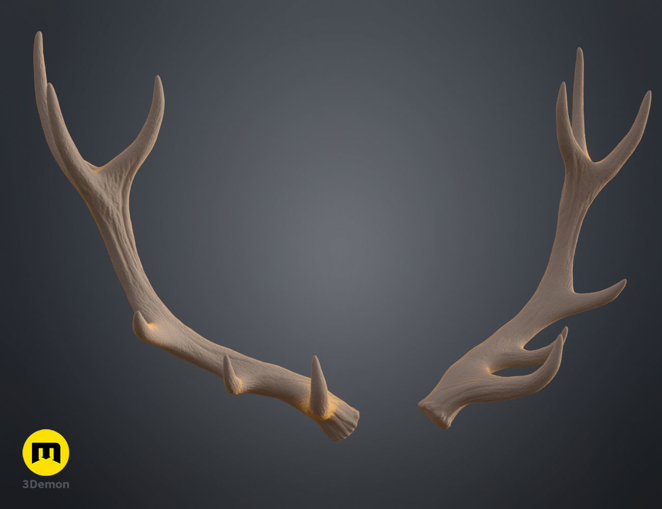 Red Deer antlers 3D print model_25