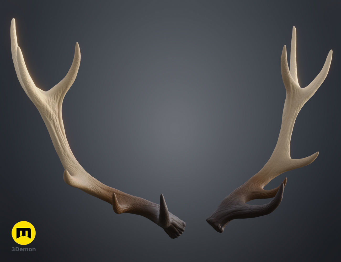 Red Deer antlers 3D print model_26