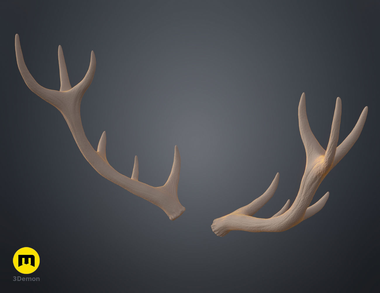 Red Deer antlers 3D print model_24