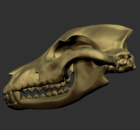 Dog Skull Bone 3D print model_1