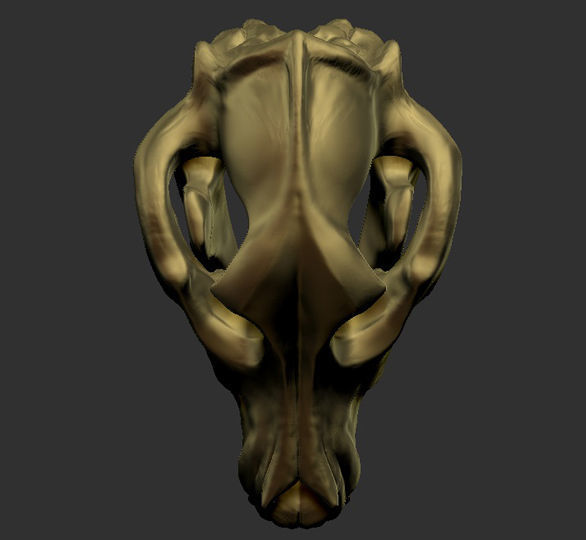 Dog Skull Bone 3D print model_3