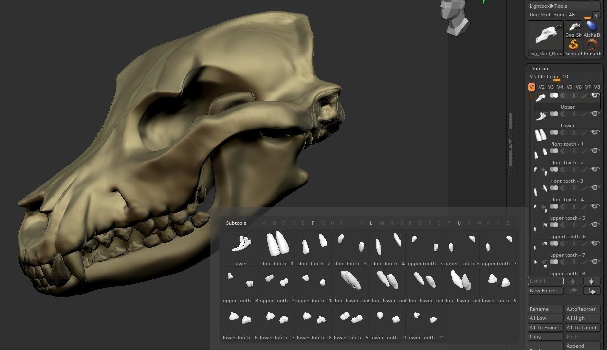 Dog Skull Bone 3D print model_4
