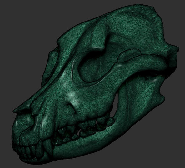 Dog Skull Bone 3D print model_5
