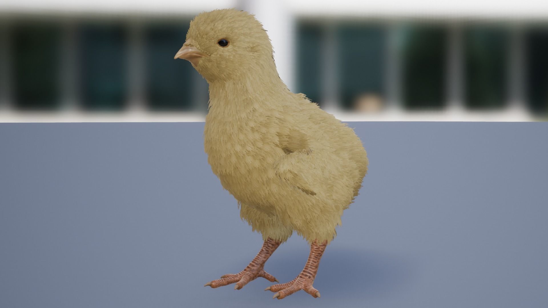 Pack of feathered chickens Low-poly 3D model_8