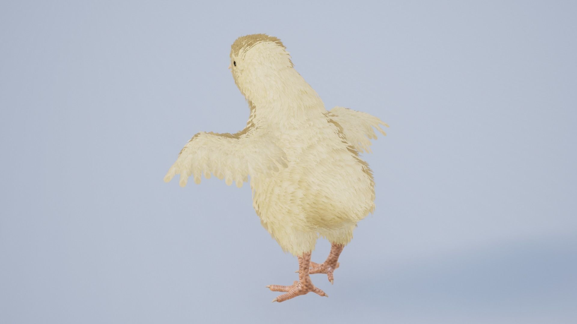 Pack of feathered chickens Low-poly 3D model_9