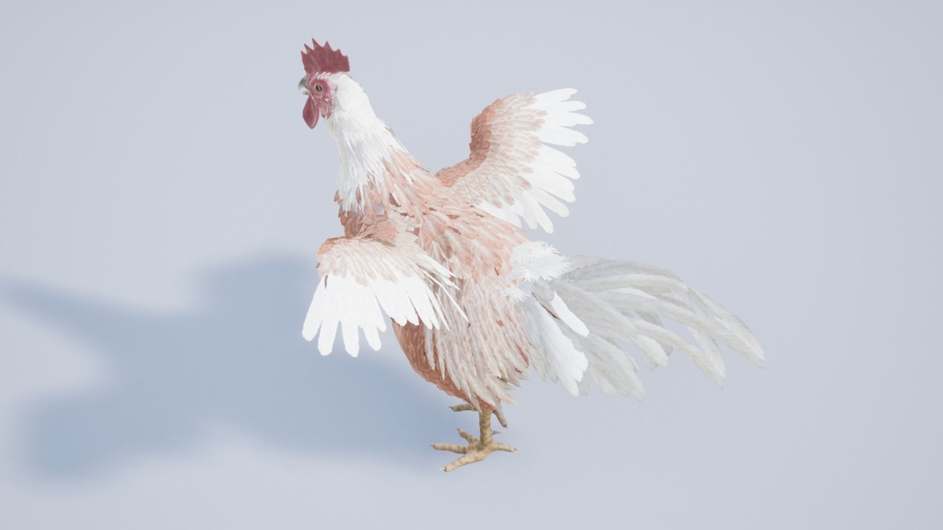 Pack of feathered chickens Low-poly 3D model_29