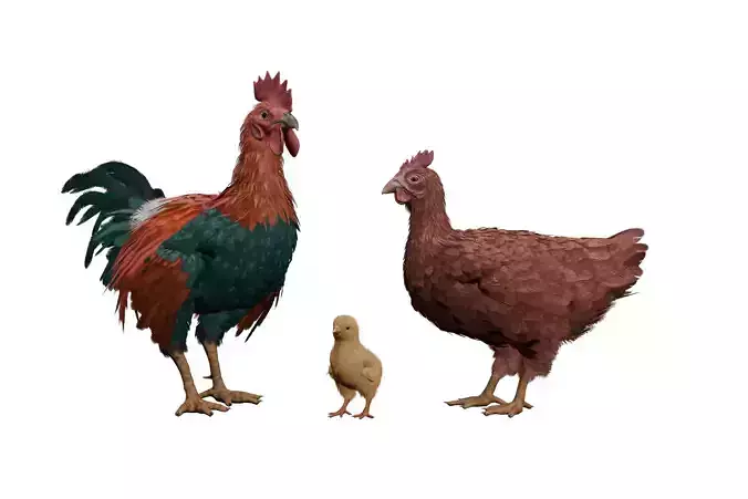 Pack of feathered chickens Low-poly 3D model