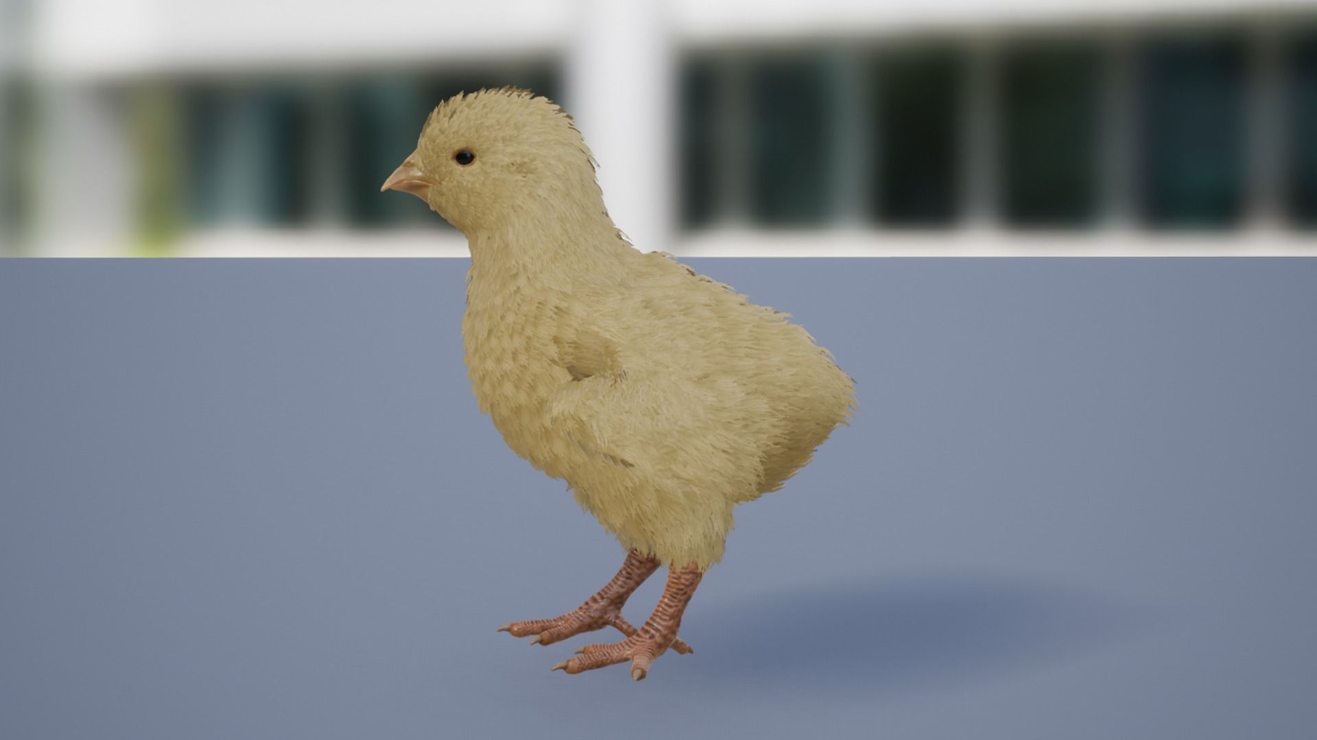 Pack of feathered chickens Low-poly 3D model_7