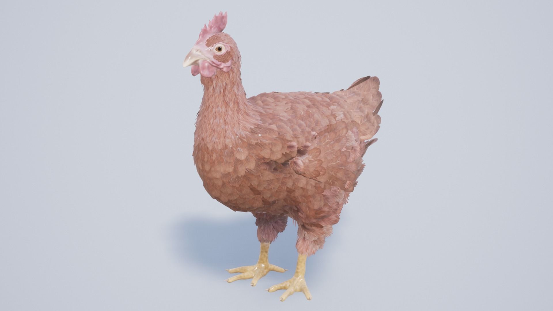 Pack of feathered chickens Low-poly 3D model_17