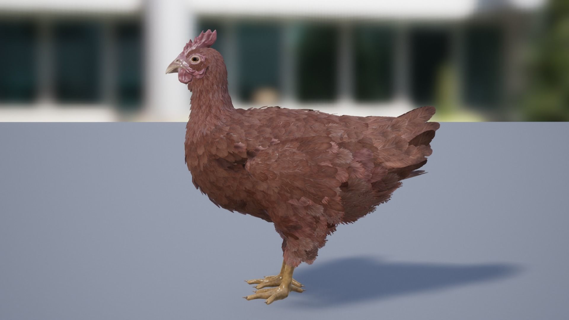 Pack of feathered chickens Low-poly 3D model_20