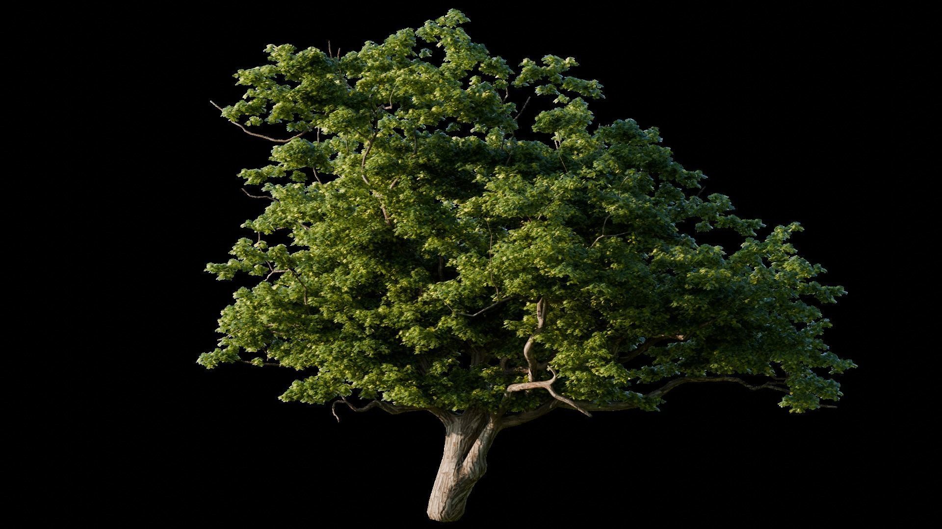 Medieval Landscape 3d Scene 3D model_6