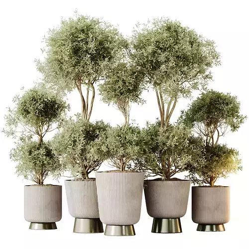 Kalamata Leccino Arbequina Wilsonii Chemlali Olive Set 38