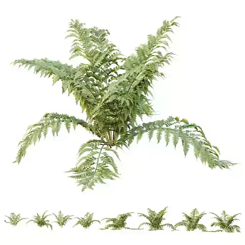 HQ Plants Macrothelypteris OligoPhlebia Torresiana Fern 3D model