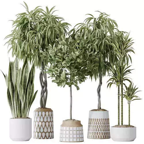 Indoor plants set 85 Ficus Binnendijkii and Indian Laurel