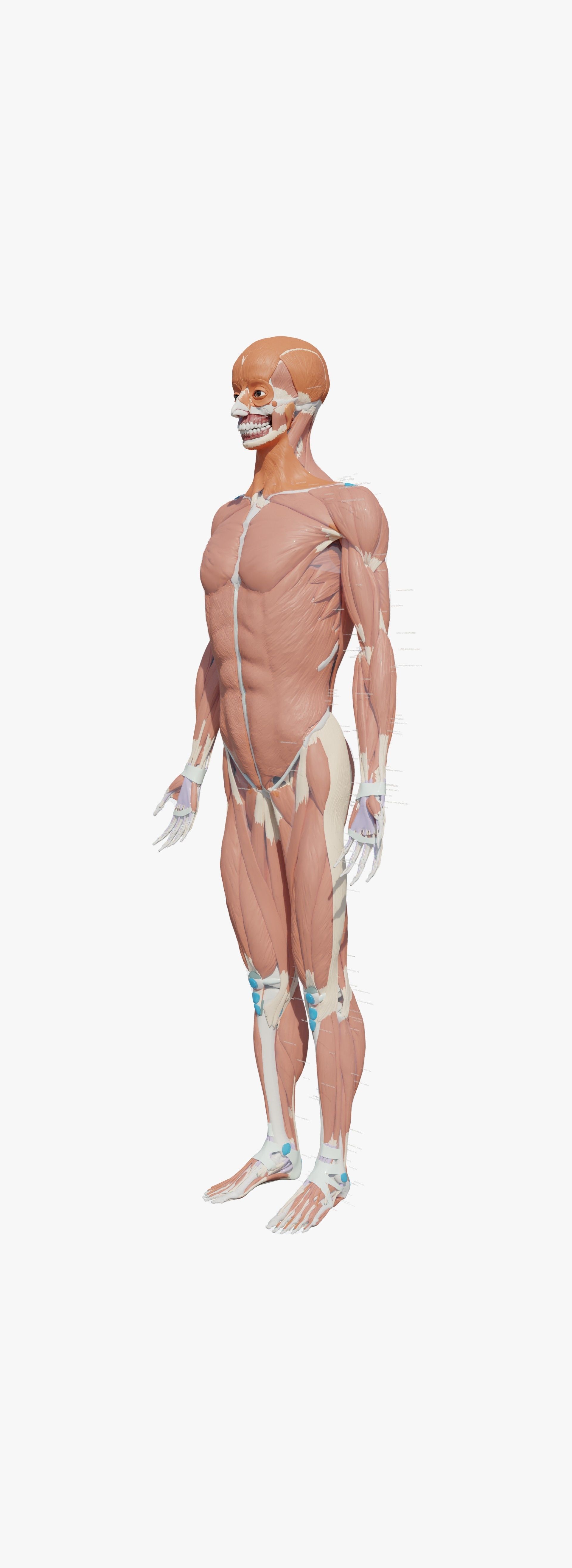 Human Body Model 3D model_2