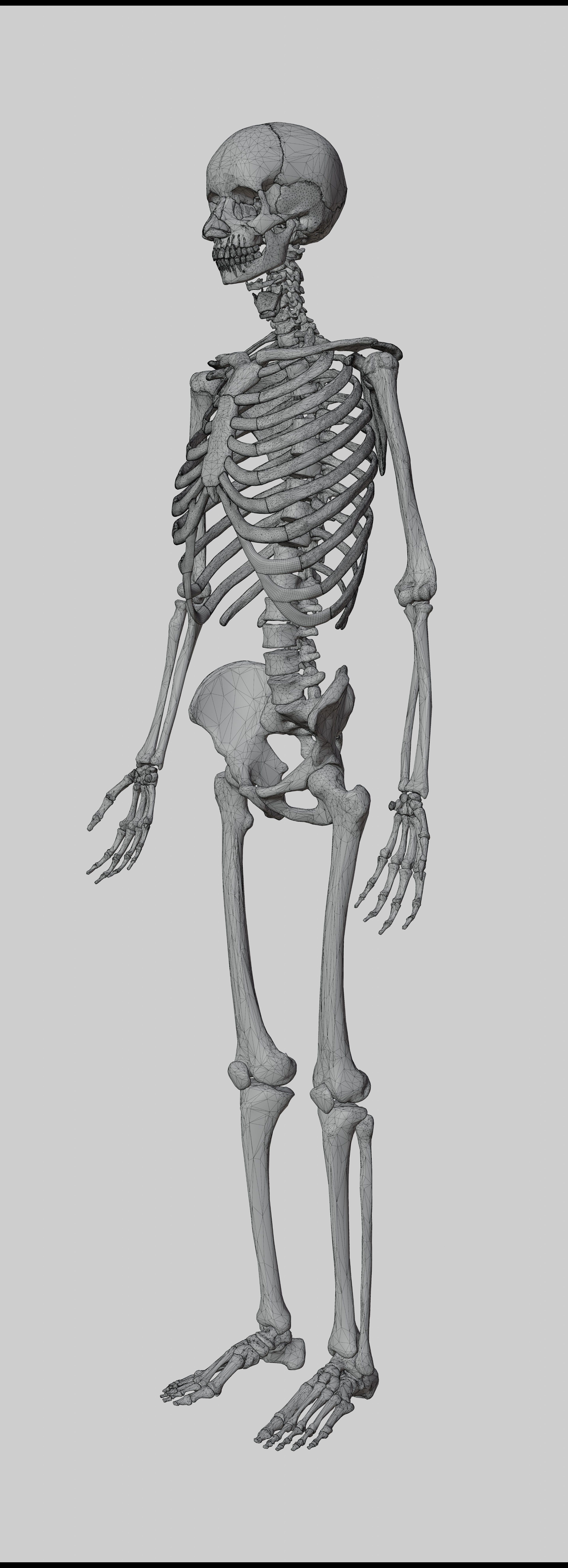 Human Body Model 3D model_11