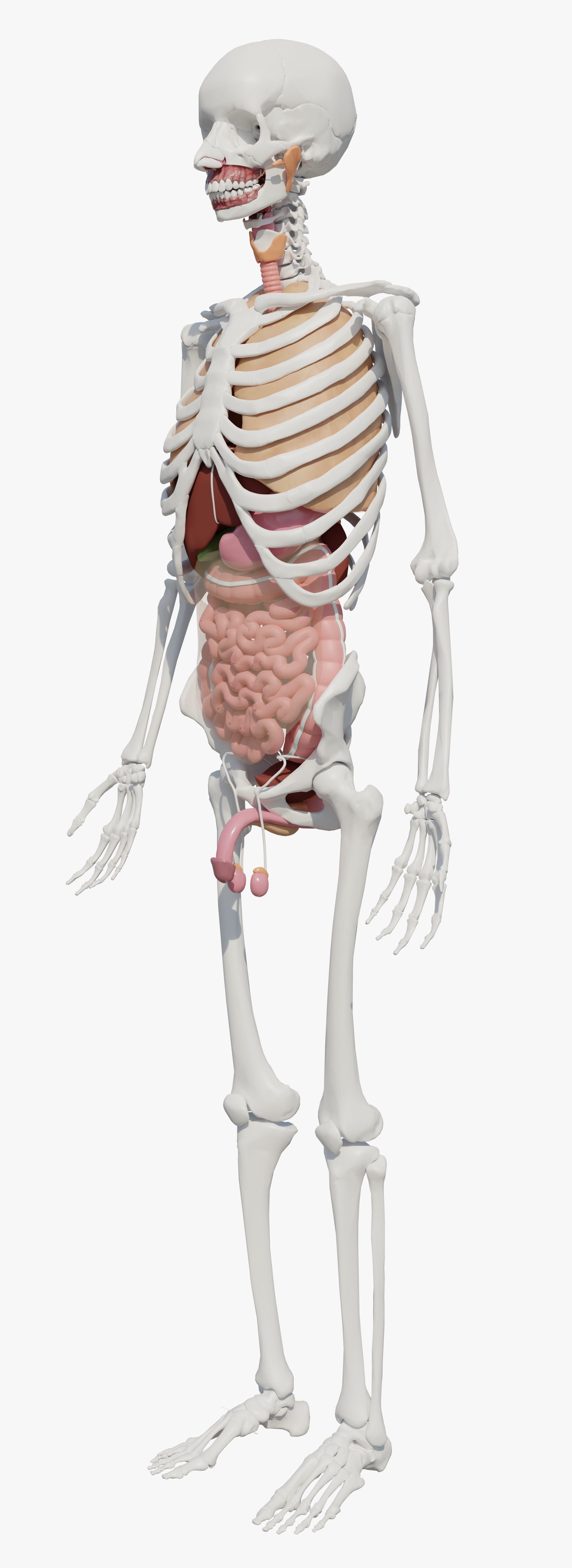 Human Body Model 3D model_6