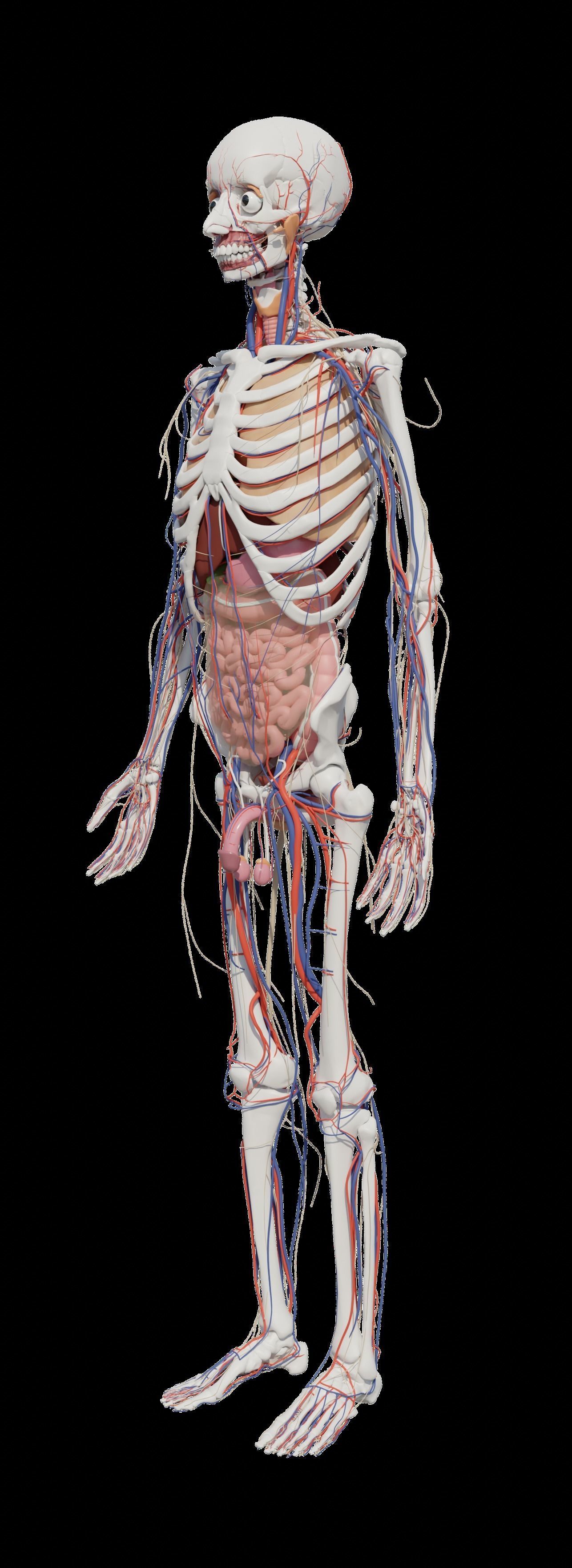 Human Body Model 3D model_25