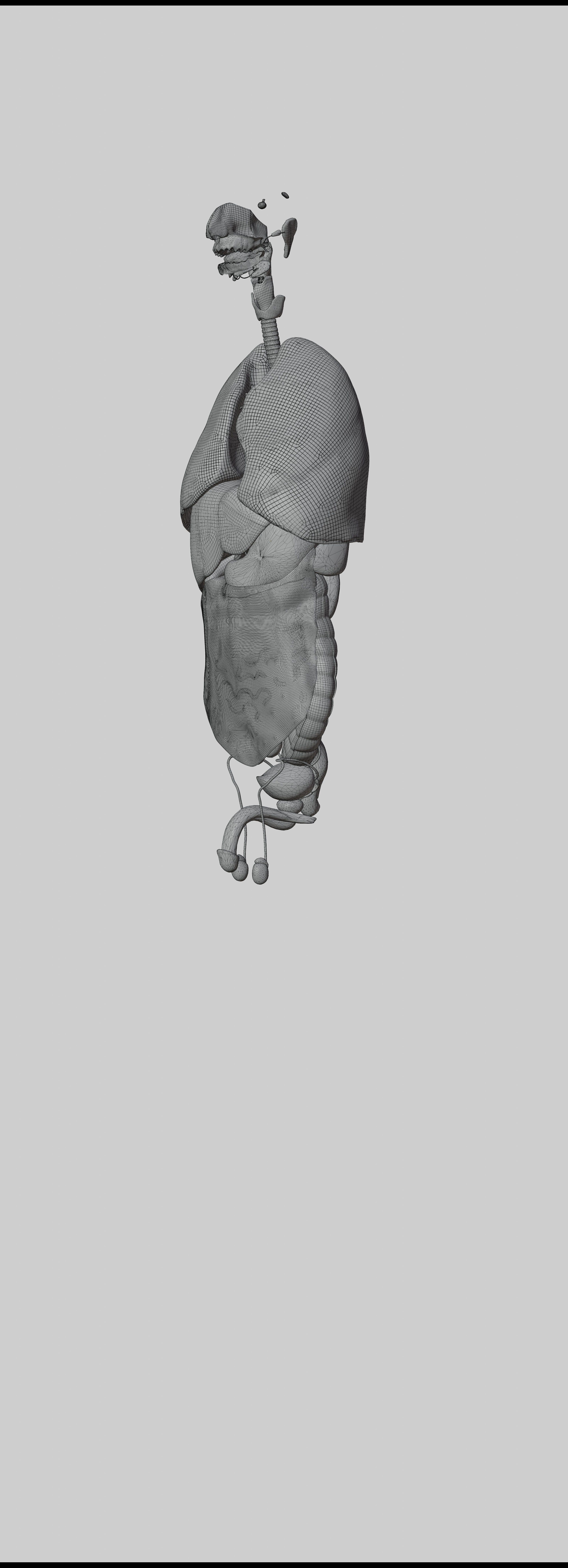 Human Body Model 3D model_9