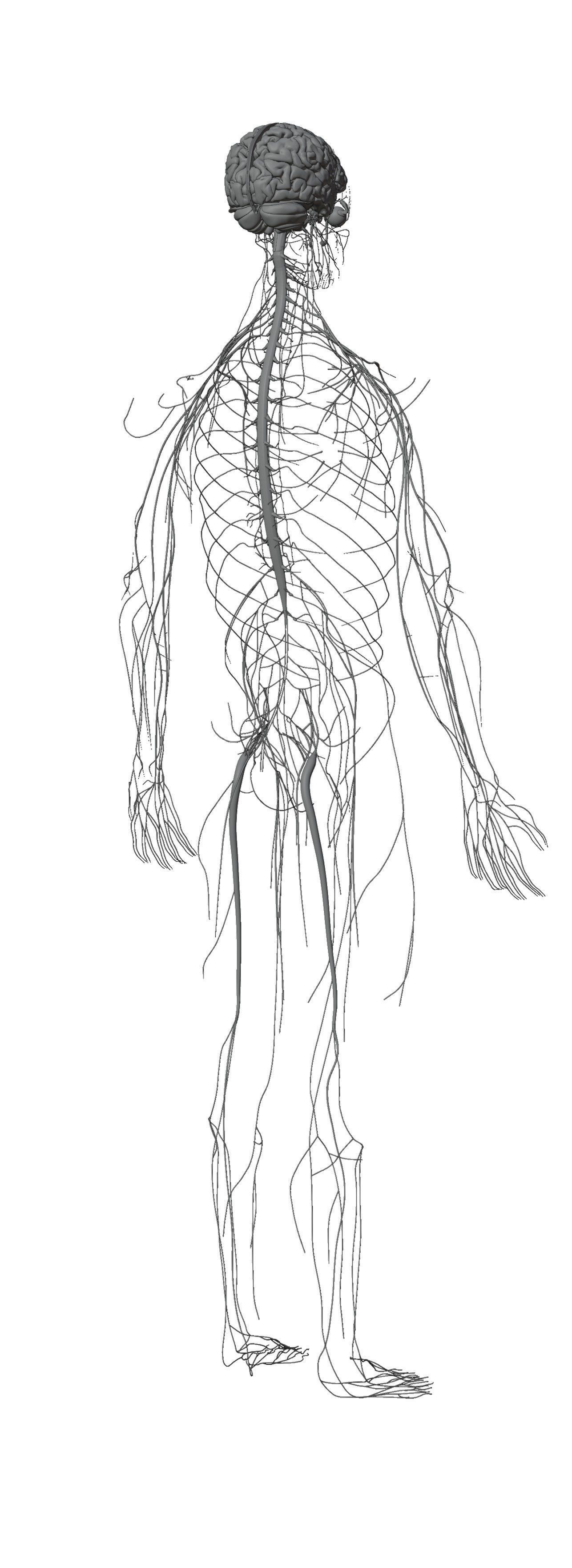 Human Body Model 3D model_33