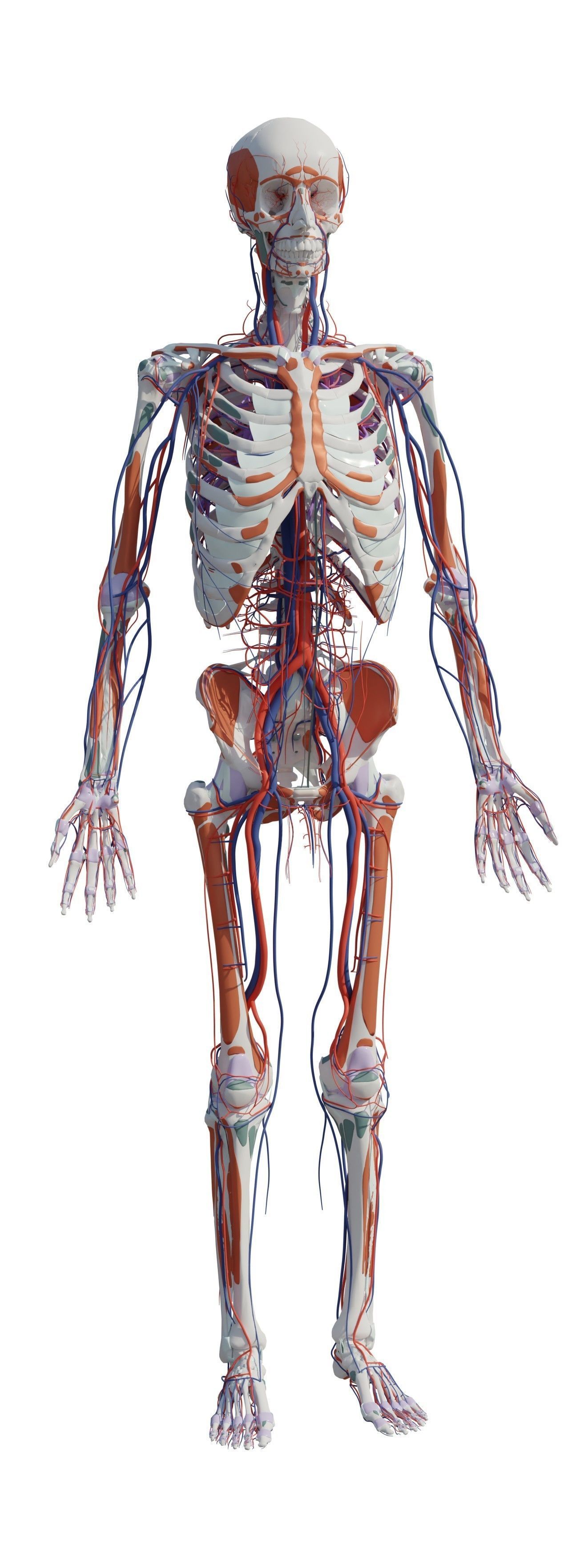 Human Body Model 3D model_16