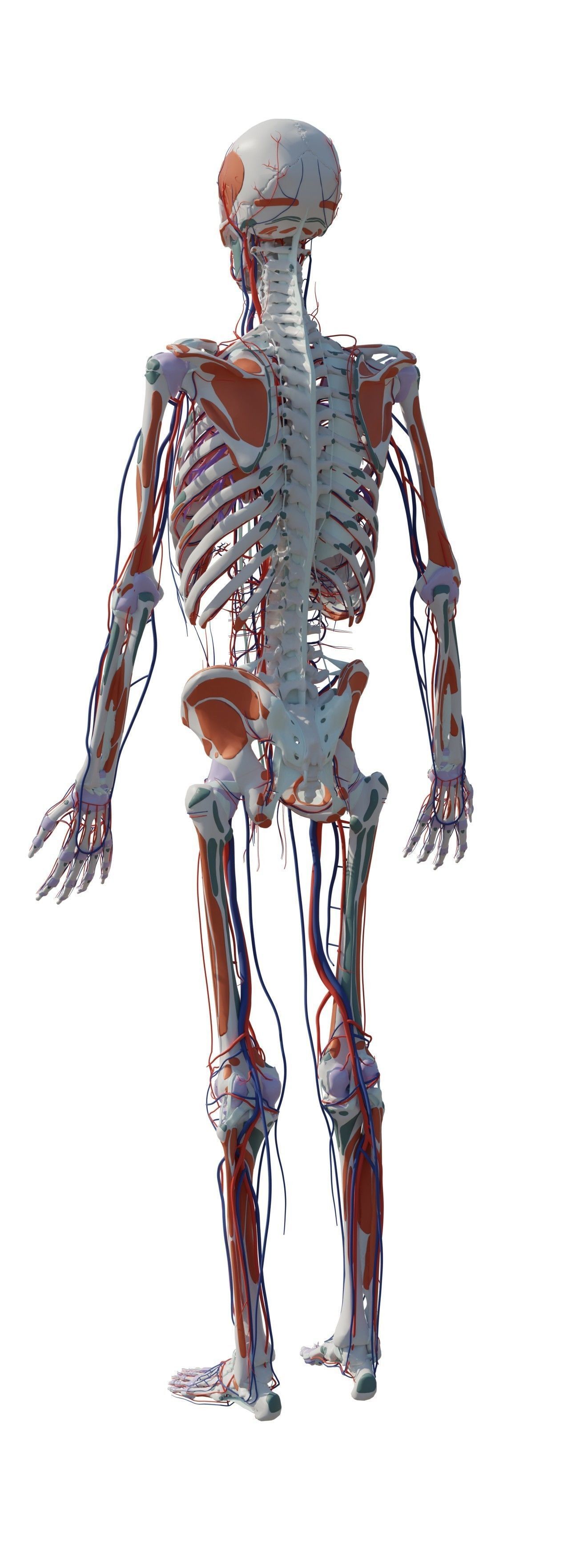 Human Body Model 3D model_17