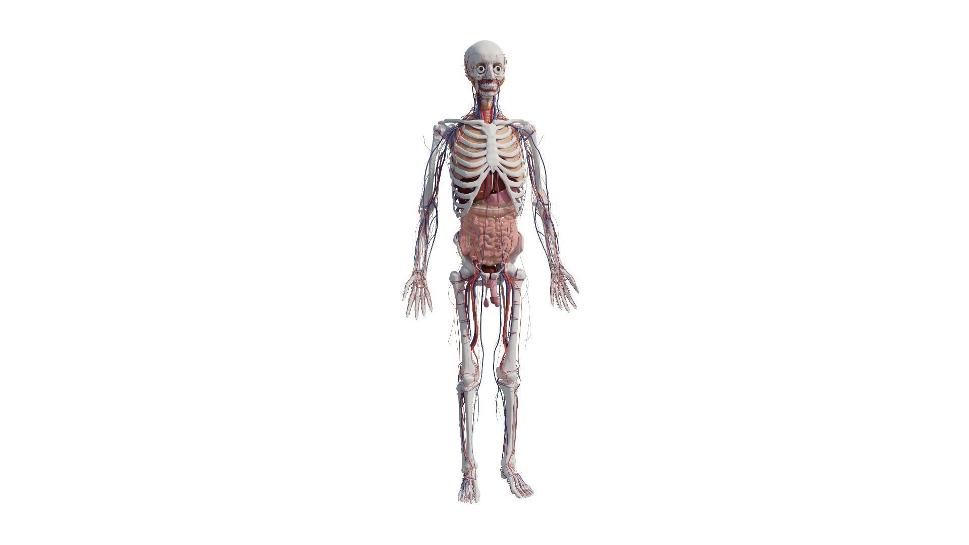 Human Body Model 3D model_29