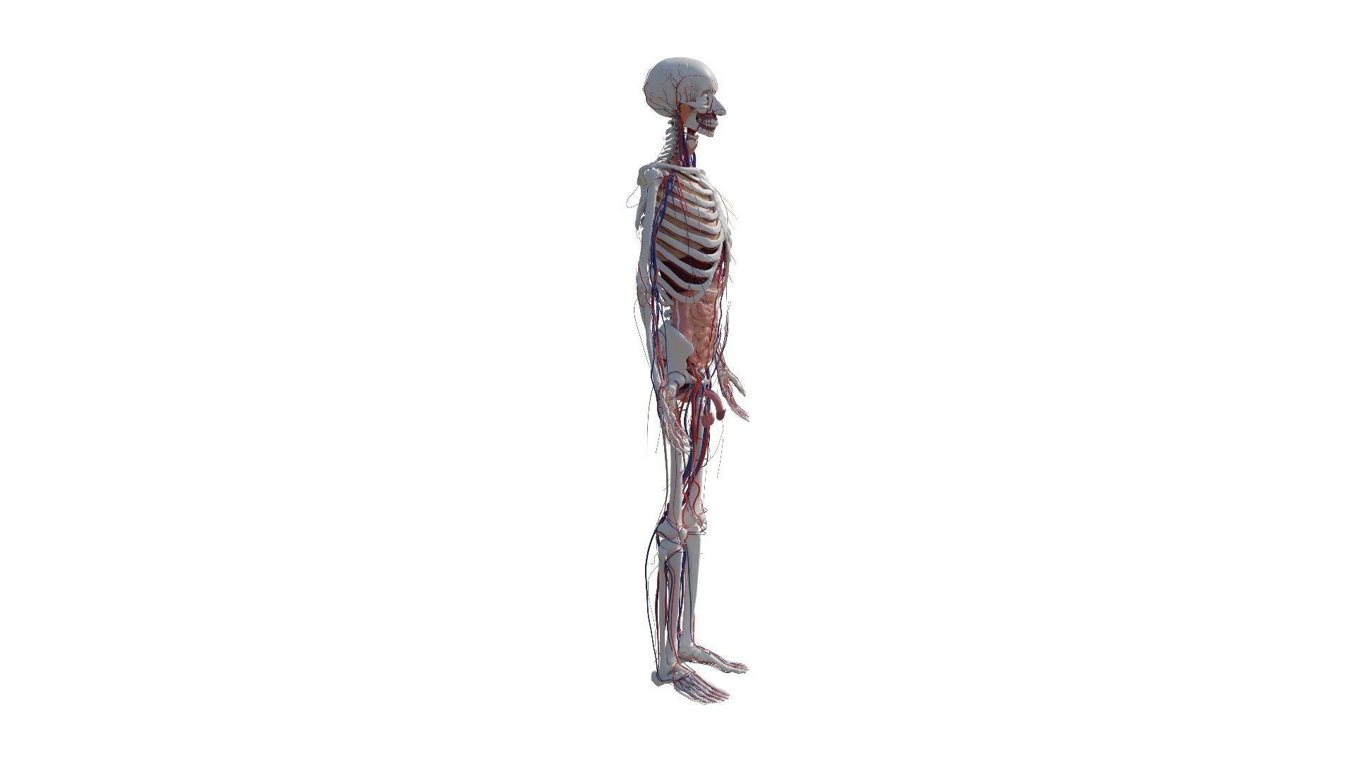 Human Body Model 3D model_37