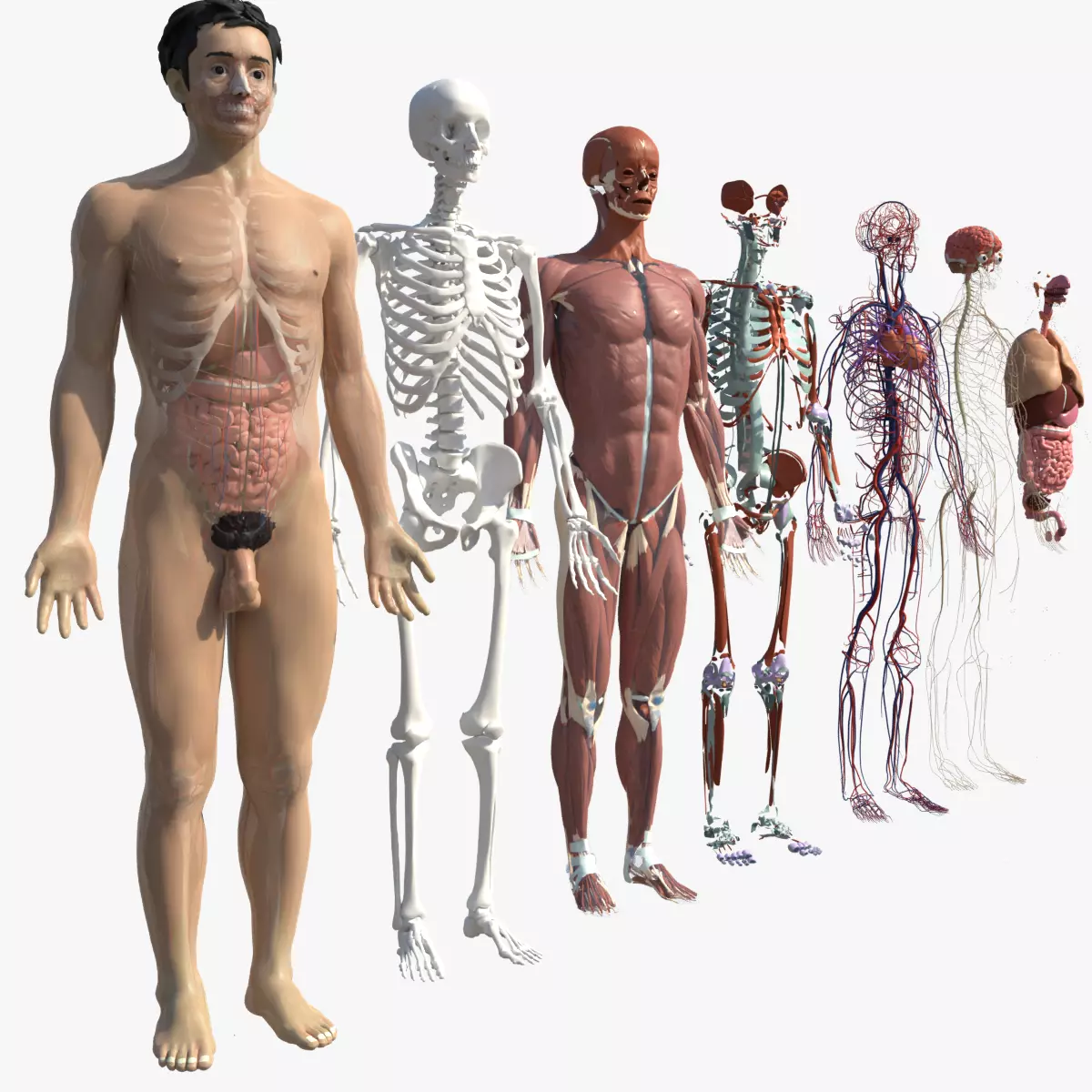 Human Body Model 3D model_0